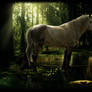 A Moment of Solitude