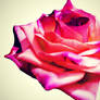 rose photography