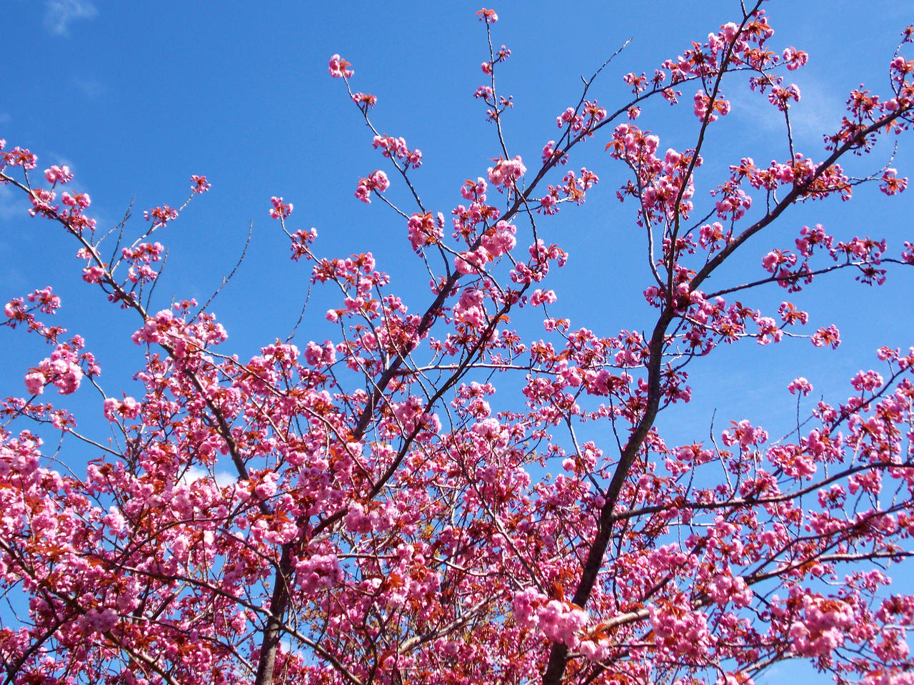 Sakura