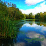 The Wetland Park