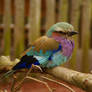 Lilac Breasted Roller