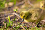 Gosling by GeorgeAmies