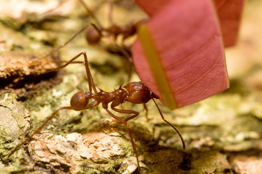 Leaf Cutter Ant