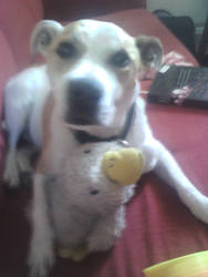 My Dog, Molly and kiyajadie's teddy, Ducky!