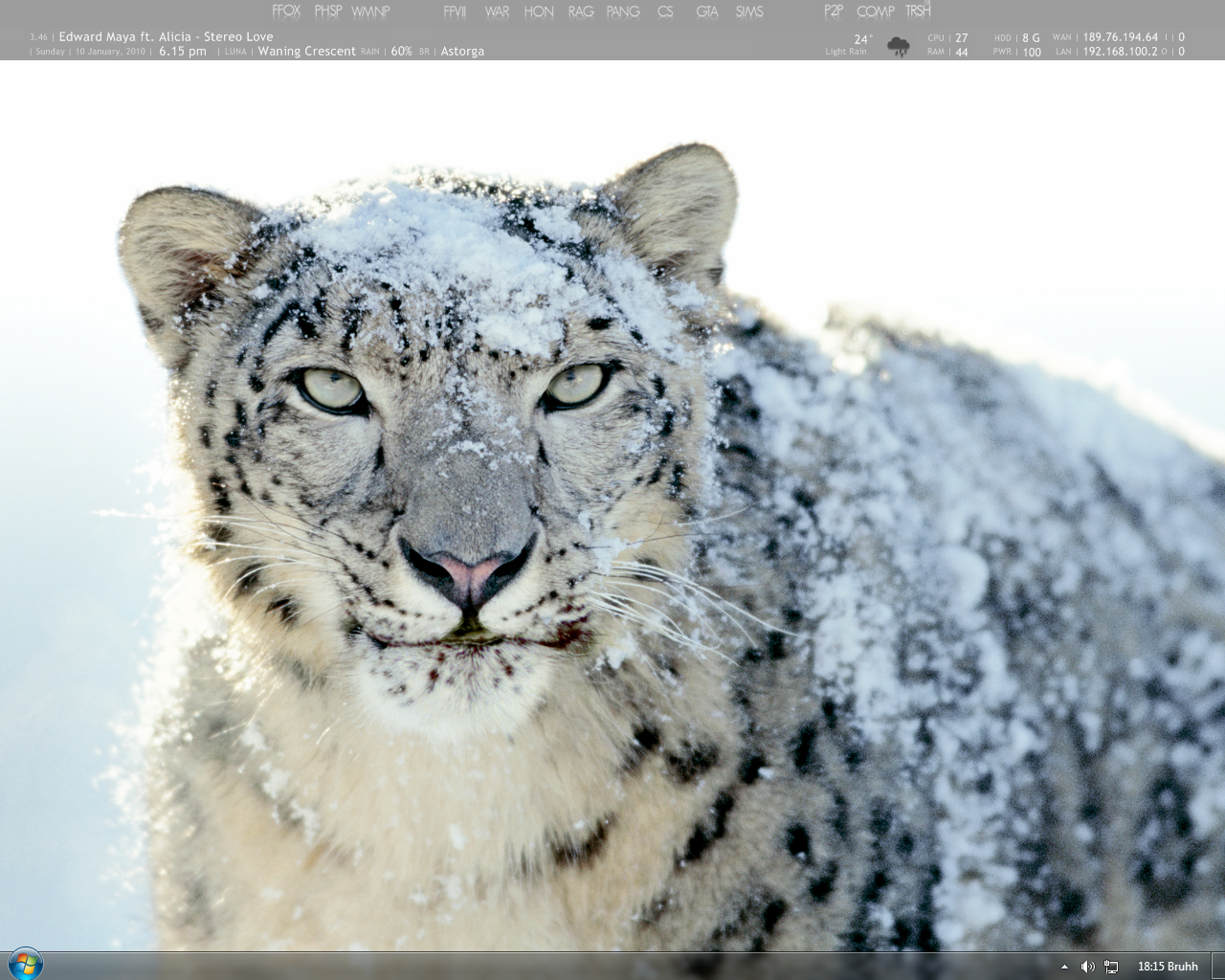 Snow Leopard