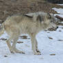 Wolf Stock Ecomuseum 63