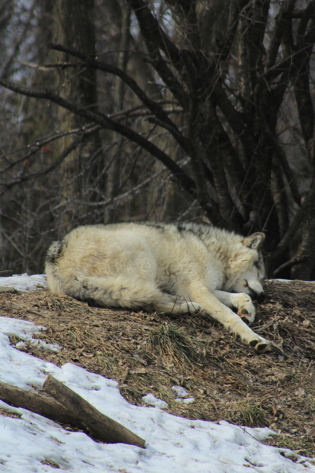 Wolf Stock Ecomuseum 70