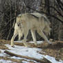 Wolf Stock Ecomuseum 78