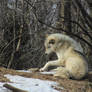 Wolf Stock Ecomuseum 81