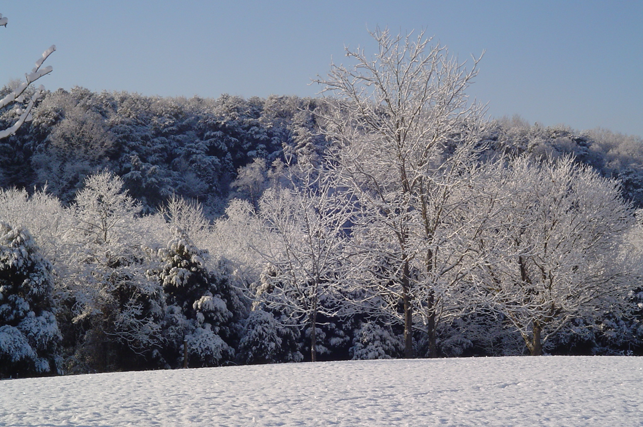 Crystal Trees