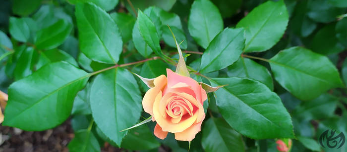 Multishade Orange Rose
