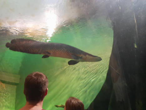 The biggest Freshwater Fish!