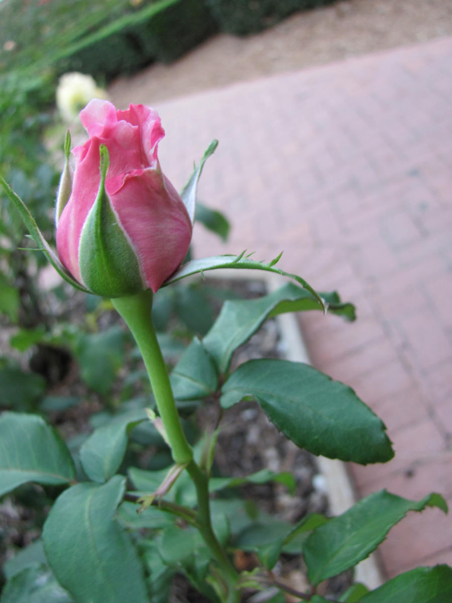 rosebud