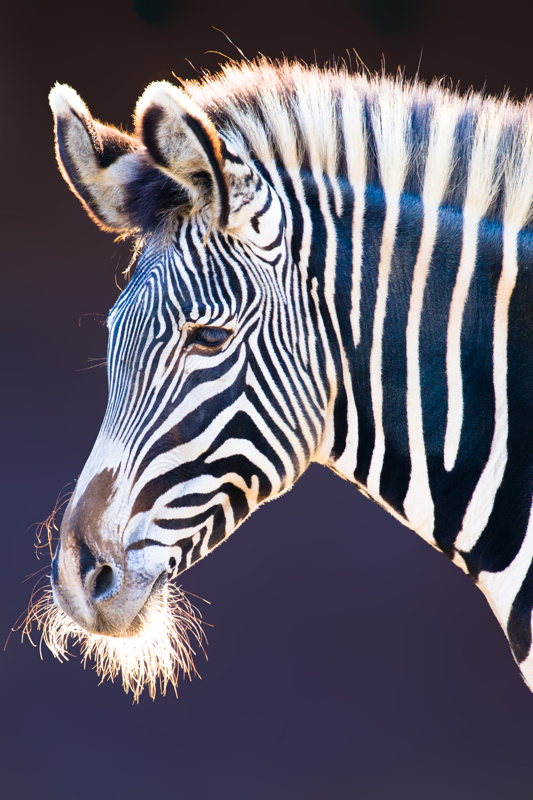 Grevy's Zebra II