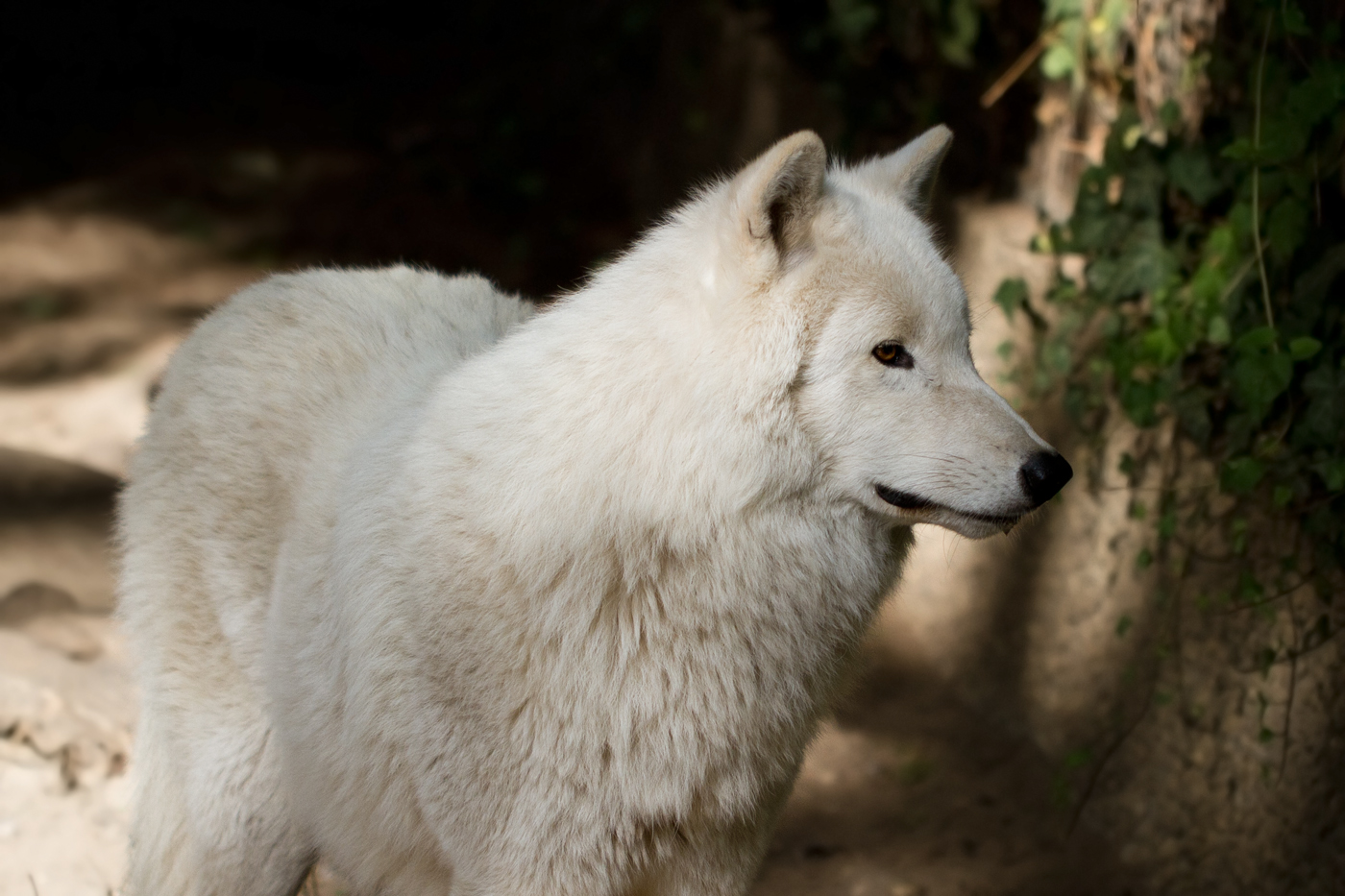 Arctic Wolf