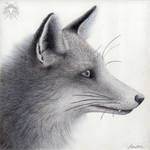 Metalpoint Drawing: Red Fox Profile by AndreasAvester