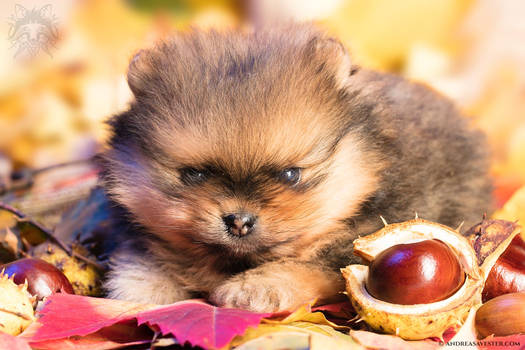 Five Weeks Old Pomeranian Puppy