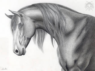 Horse Head in Metalpoint