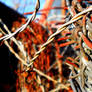 Rusted Barb wire