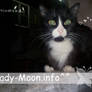 Black Cat