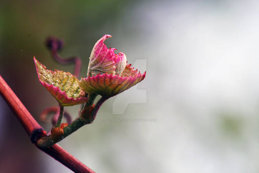 Pink Beauty