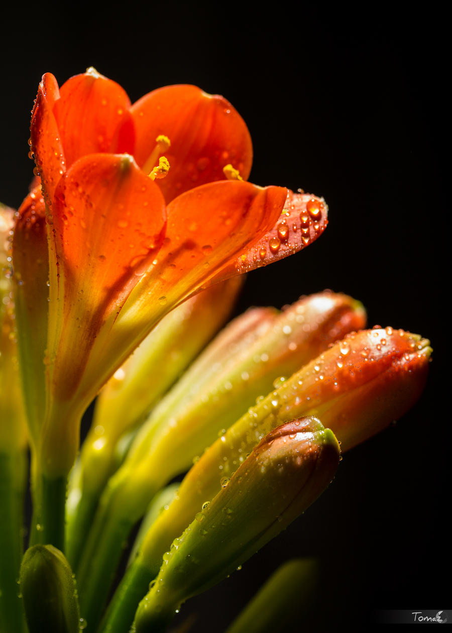 Clivia II