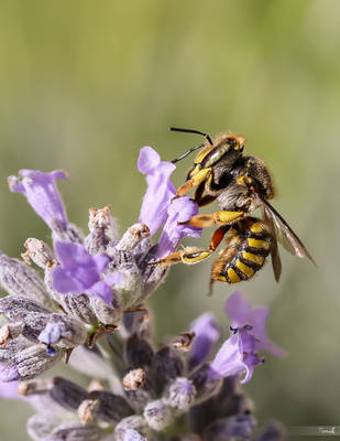 Bee by TomazKlemensak