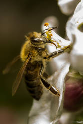 Spring Bee by TomazKlemensak