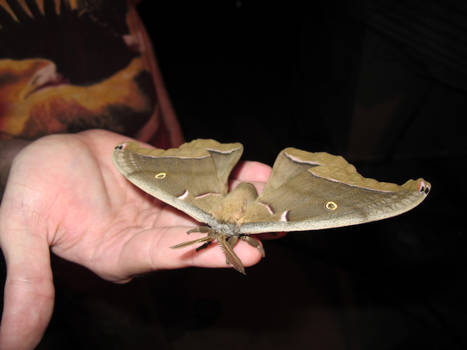 Giant Moth