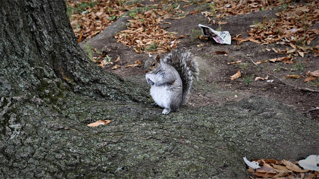 Self-Worth Squirrel