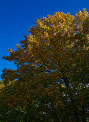 Autumn yellow leafs...