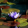 Waterlily portrait