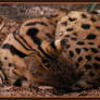 Serval Curl