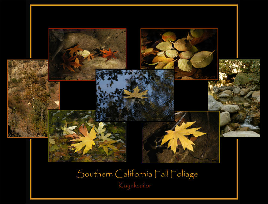 Fall Foliage Collage by kayaksailor