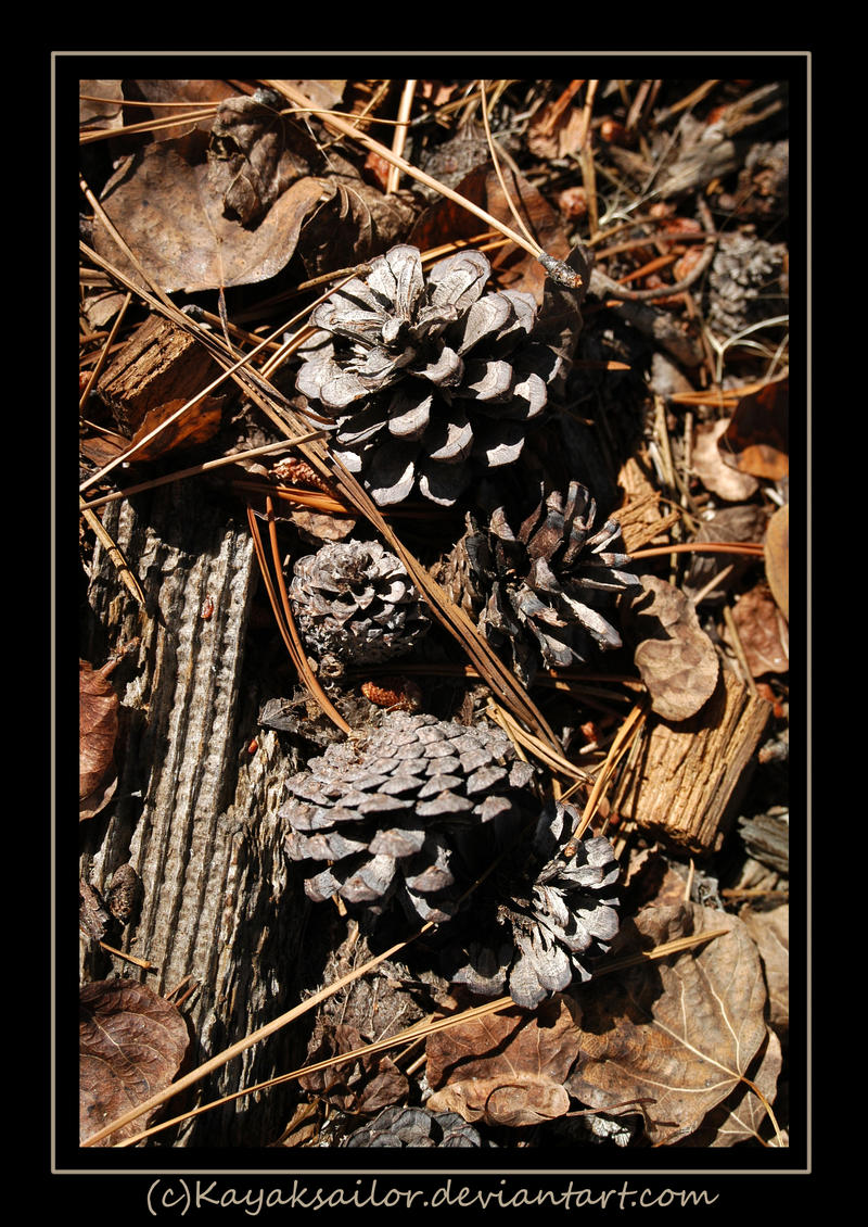 Pinecone Litter