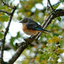 Shy Little Blue Bird