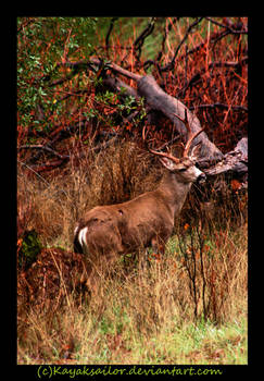 Morning Buck Visit