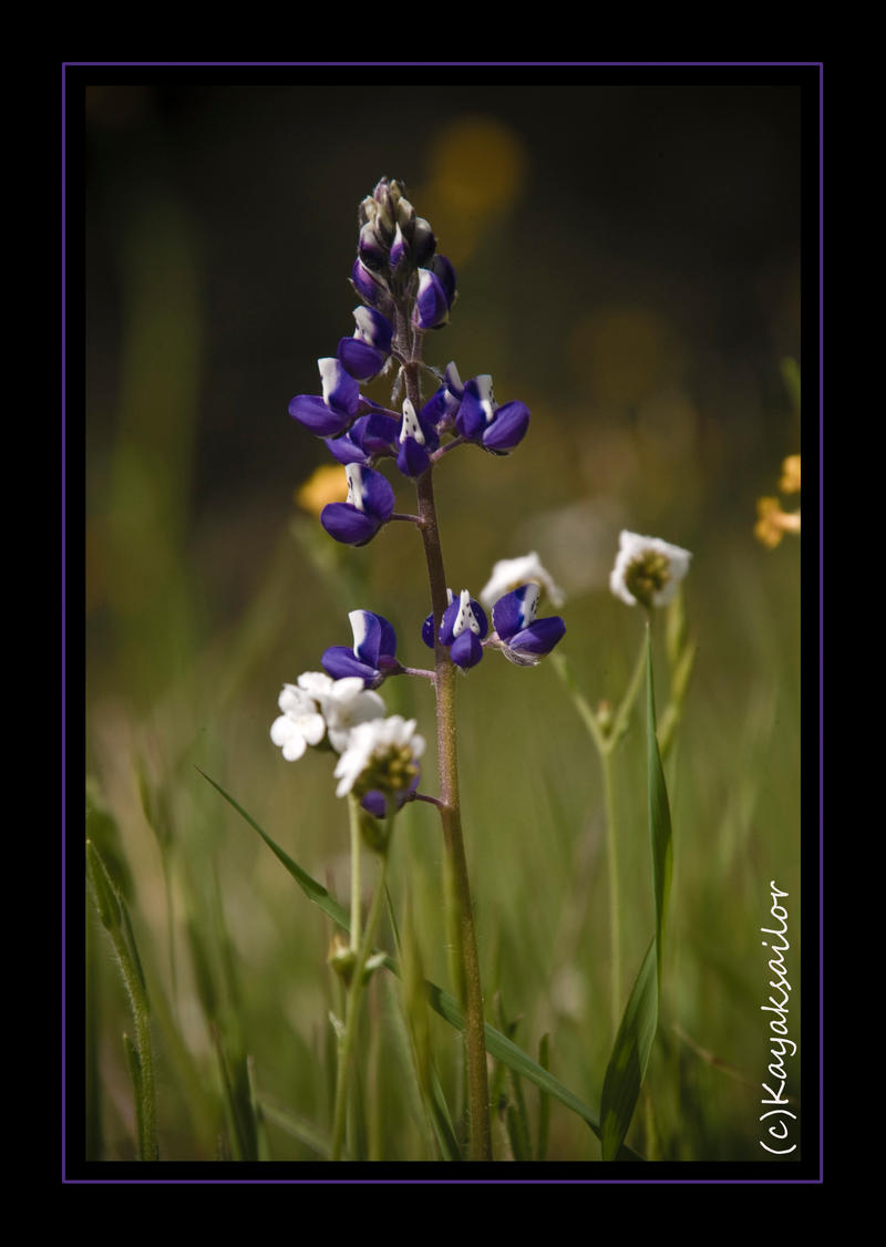 Luscious Lupin