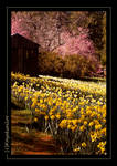 Daffodil Hill by kayaksailor