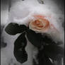 A rose in snow