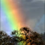 Rainbow Oak