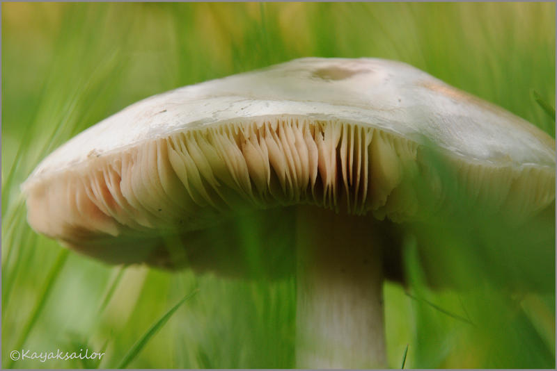 Watercolored Fungi