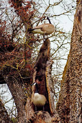 Geese in trees?