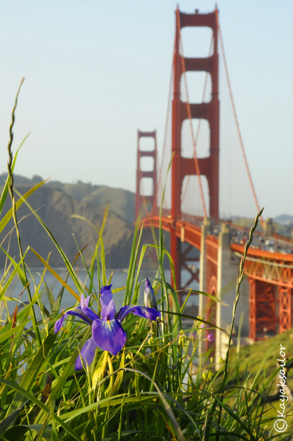 Wild Iris' of San Francisco