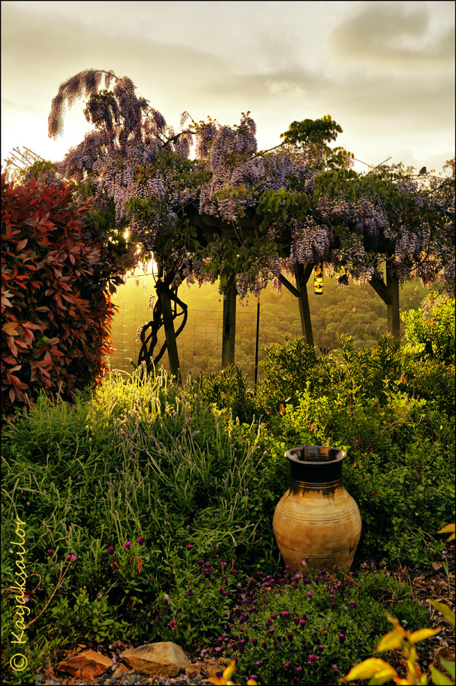 Wisteria sunset