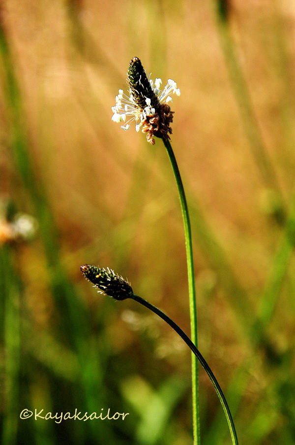 Bended grass