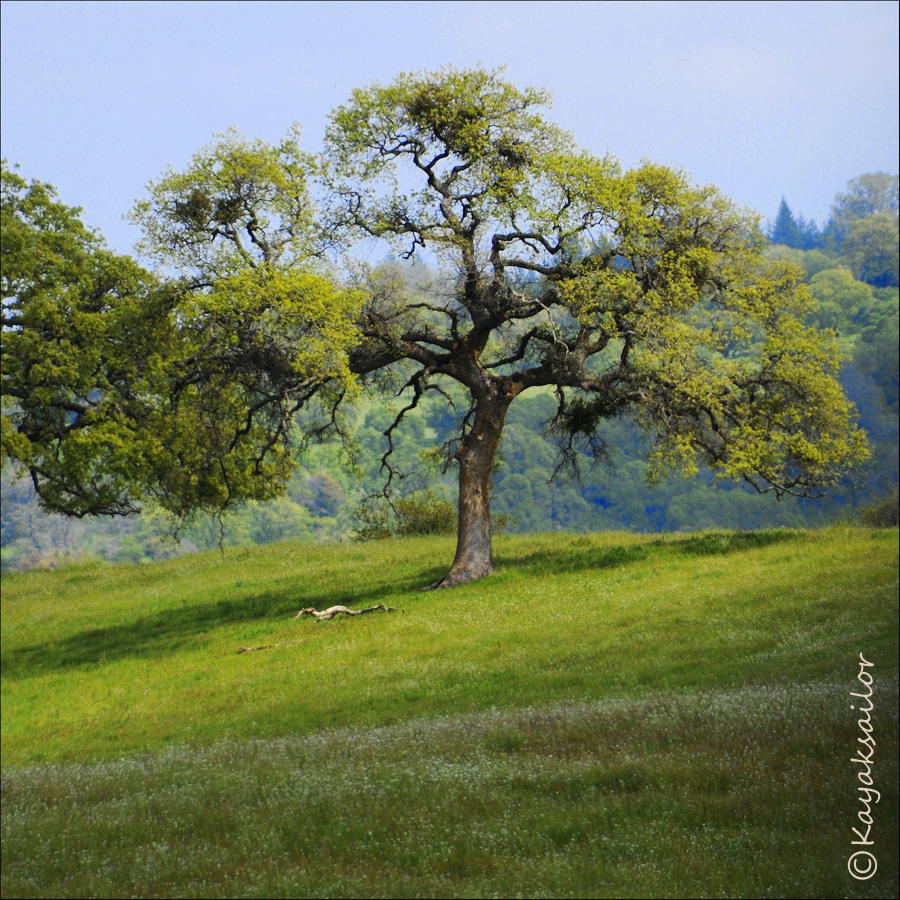 Rainbow Oak in Spring Colors