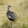 Sage grouse