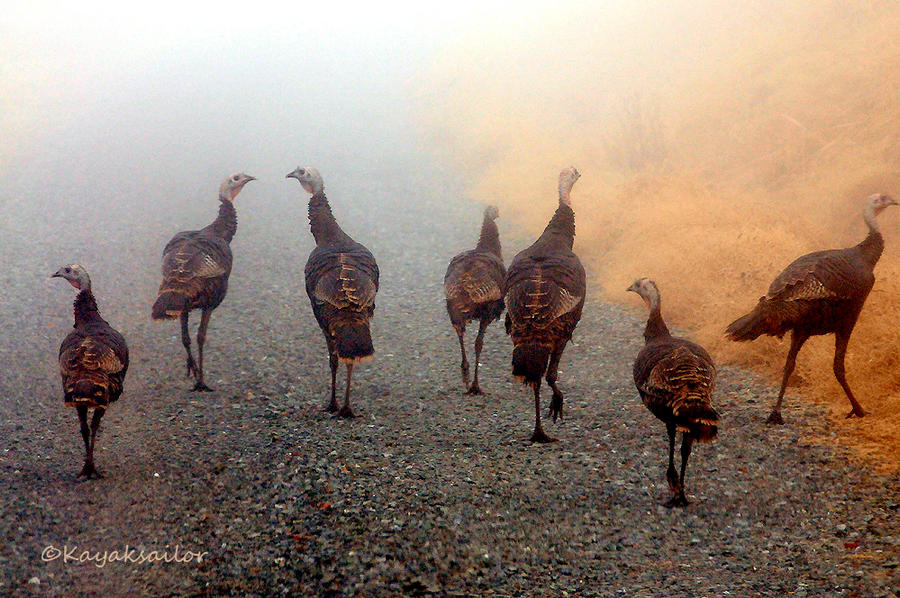 Dinosaurs walking