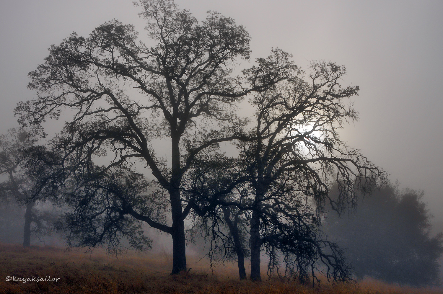 Oak trees in fog wallpaper